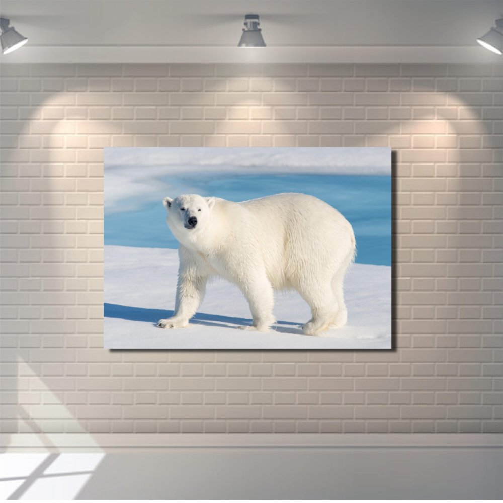 Polar Bear