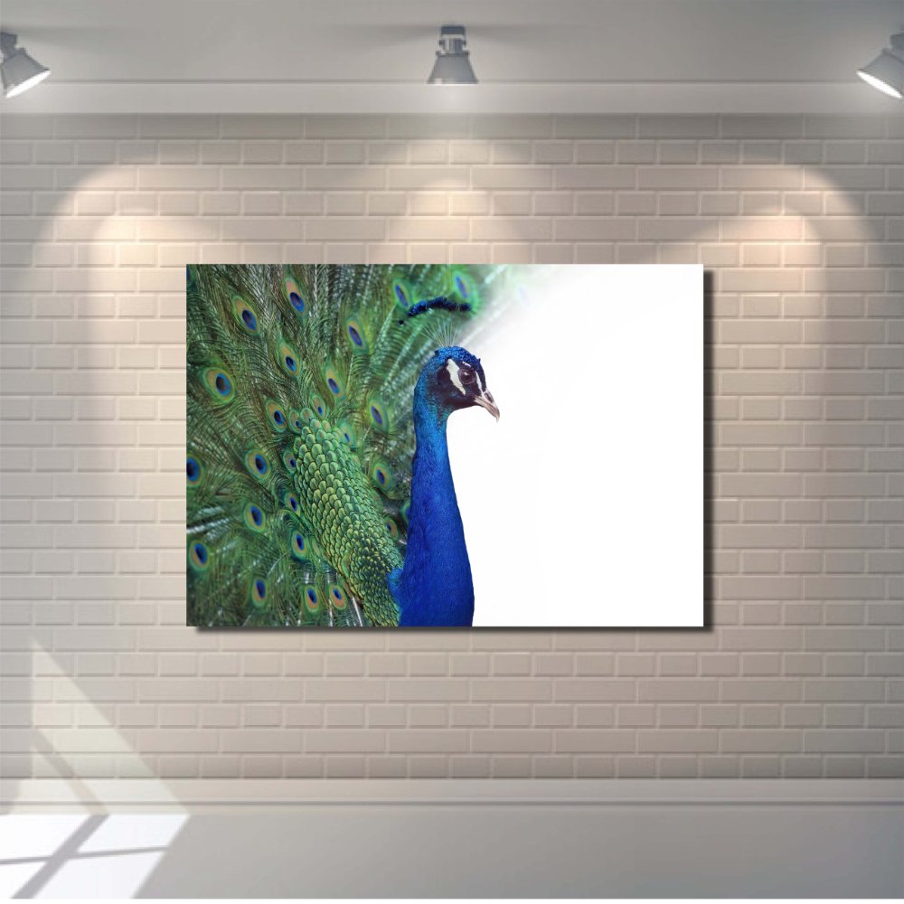 Peacock with White Background