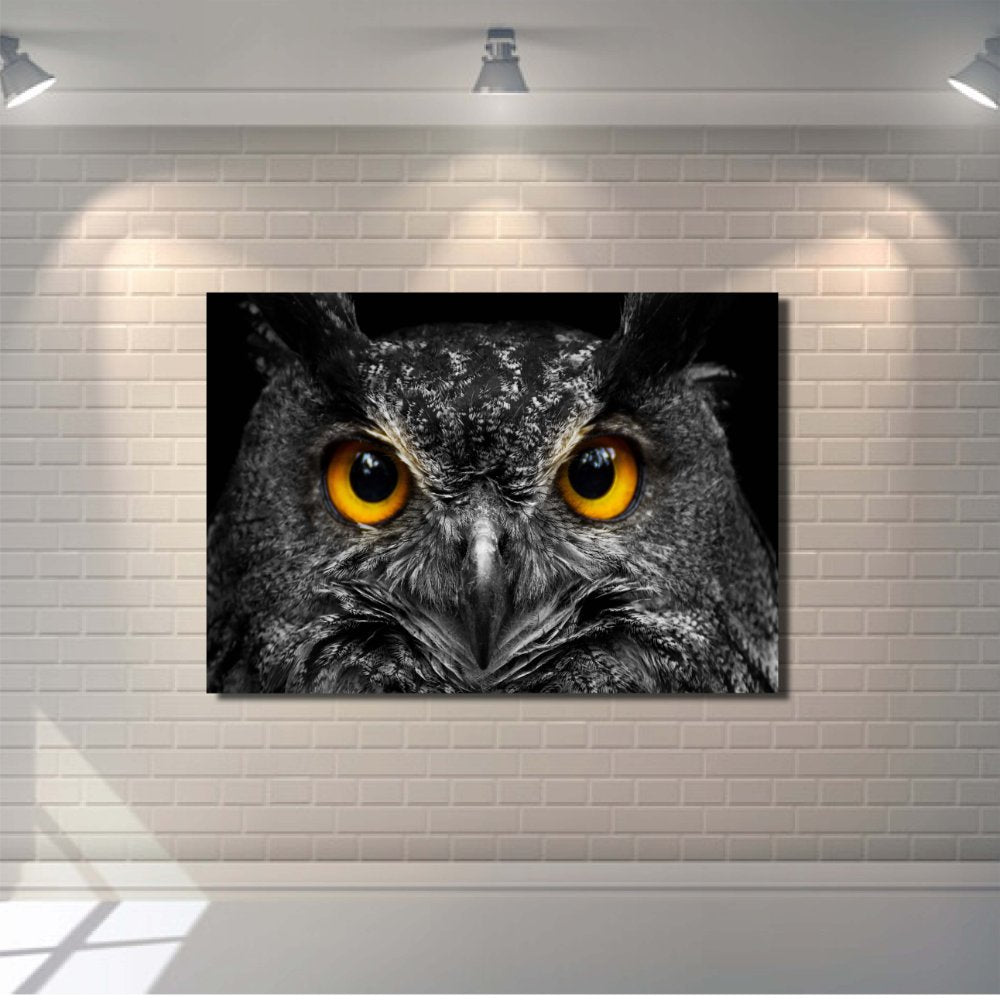 Black and White Owl