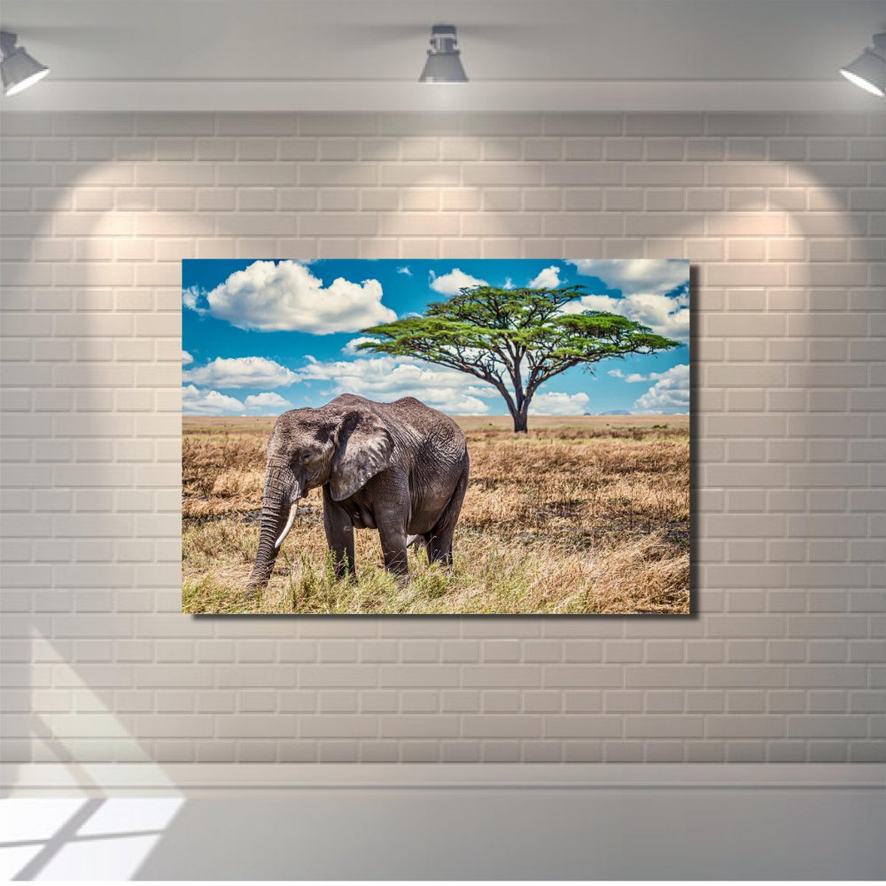 Closeup Shot of a Cute Elephant Walking on the Dry Grass in the Wilderness